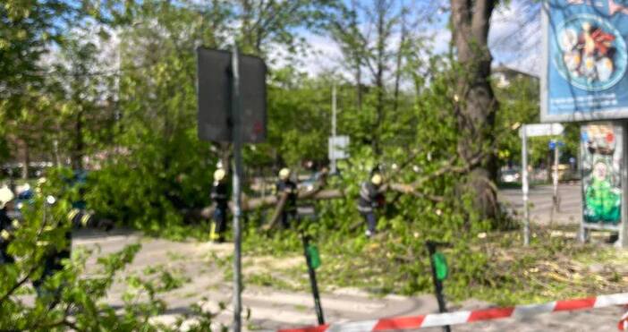 Огромно дърво се прекърши и падна в центъра на Варна