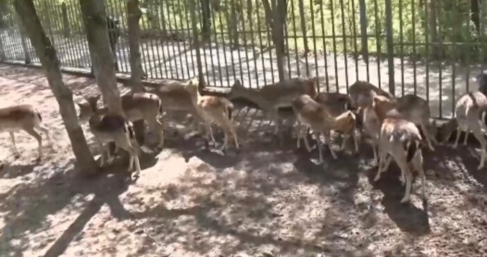 Полицията продължава да издирва извършителя   Неизвестни срязоха оградата на зоопарка в