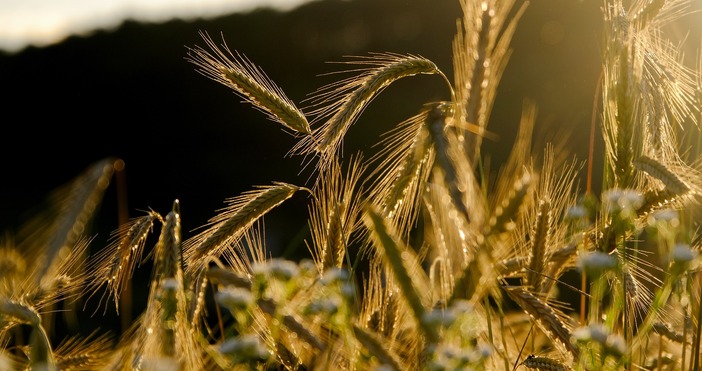 Производител се аргументира за украинското зърно и позицията на колегите