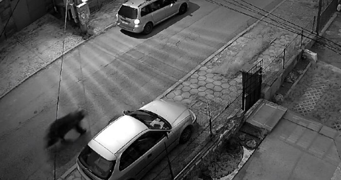 Мечка стресна двама мъже в столицата Паркирали автомобилите си те