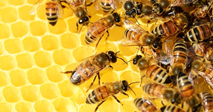 Пети ден продължава масовата смърт на пчели във Врачанско Проблемът