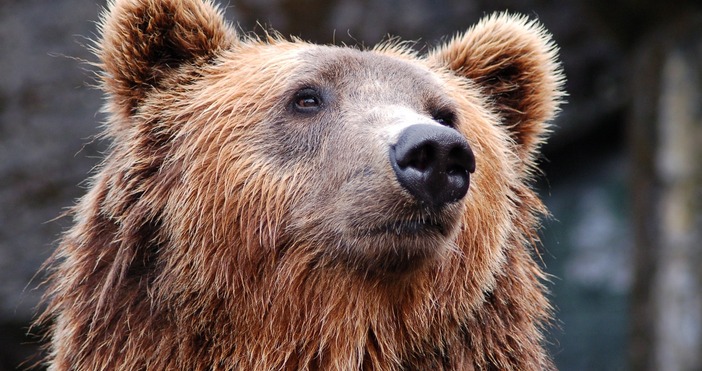 Мечка стресна цял квартал като се покатери на дърво  160 килограмова мечка