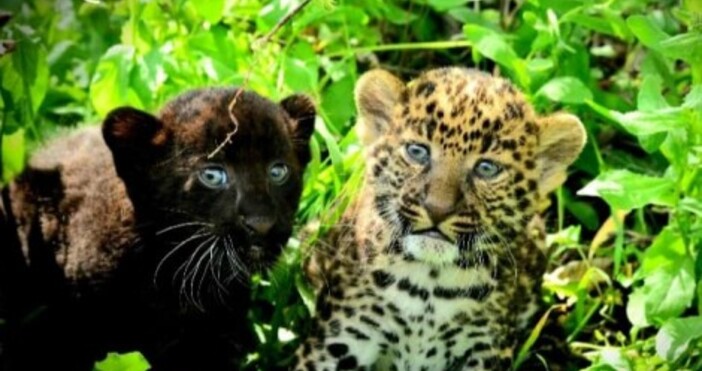Съобщиха радостна новина от варненския зоопарк Две леопардчета са се родили