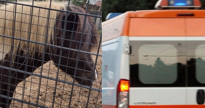 Страшен индицент е станал под Аязмото.Пони отхапа пръстите на жена в