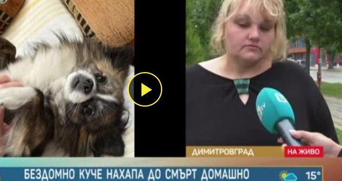 Поредна домашна трагедия този път в Димитровград  Бездомно куче нахапа до