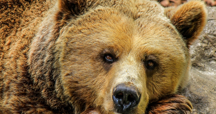 Снимки Проблемът с мечките които приближават хора у нас продължава Кметовете