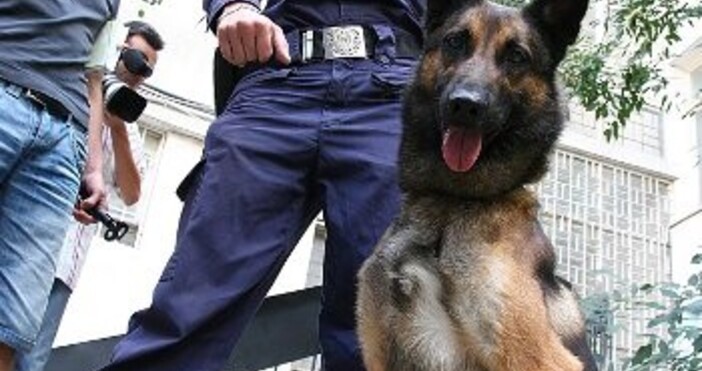 Полицейско куче намери невредима изчезналата пенсионерка от Видинско. 83-годишната жена от