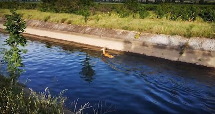 Спасиха двугодишно еленче паднало в напоителен канал край сливенското село