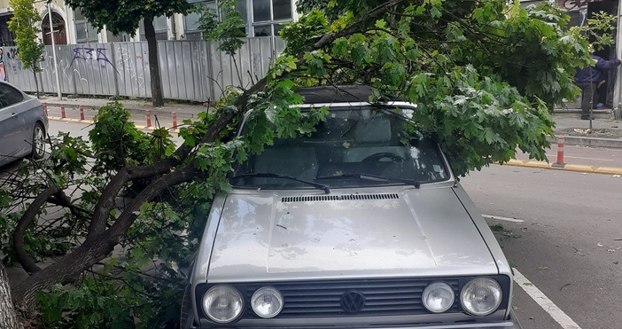 Снимки Jivko Dimitrov Забелязано във ВарнаДърво падна върху кола в