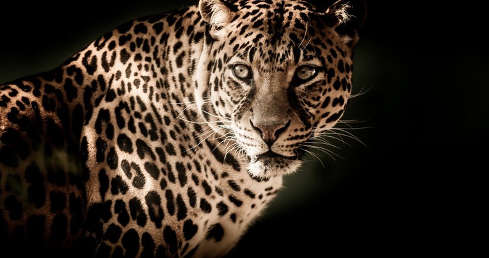 Паниката заради излягалия от старозагорския зоопарк леопард расте Хищникът все