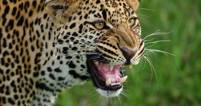 По неофициална информация два са избягалите леопарди предава bTV Единият