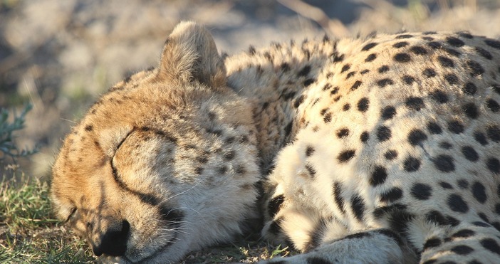 От Зоопрака в Стара Загора успокояват за избягалия леопард:  Напусналият