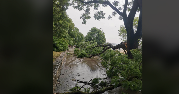 Силният дъжд който се изсипа над Варна причини щети Дървета са