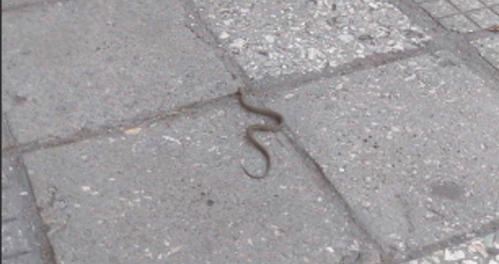 Варненец засне как змия пълзи на централна улица във Варна Случаят