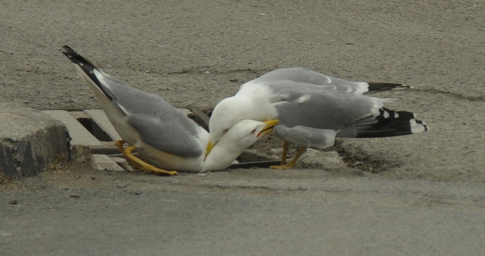 Гларусите във Варна се превръщат в истинска напаст.Природните им навици