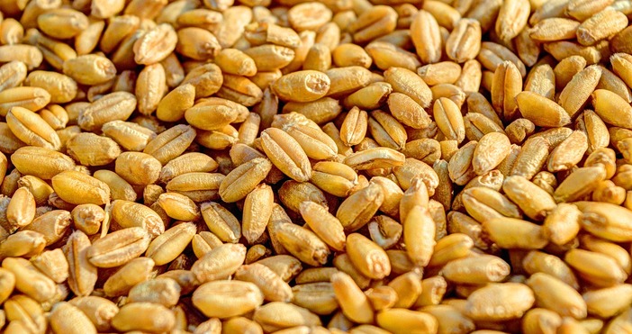 Зърнопроизводителите в Добруджа разтревожени за реколтата предполагат че ще е