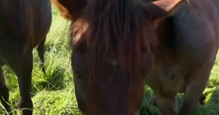 От няколко месеца тир коня обикалят безпризорни из самоковското село