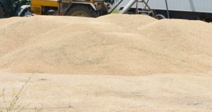 Цените на зърното остават ниски въпреки притесненията  След като в
