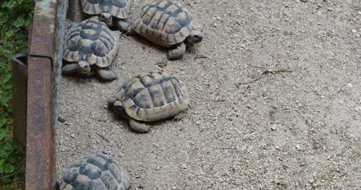 снимки  ОД на МВР Шумен6 големи и 15 малки костенурки са намерени