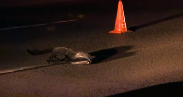 25 годишен моторист загина на място след като помете пешеходец в