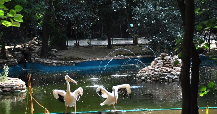 На официалната страница на зоологическата градина във Варна е публикувано