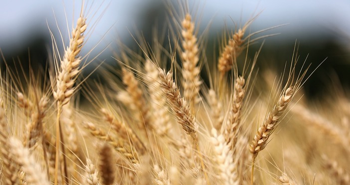 Сделката за износ на украинското зърно изтича днес Все още