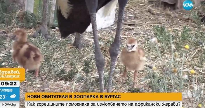 Зоопаркът в Бургас има нови бебета птици  Двойката короновани жерави в