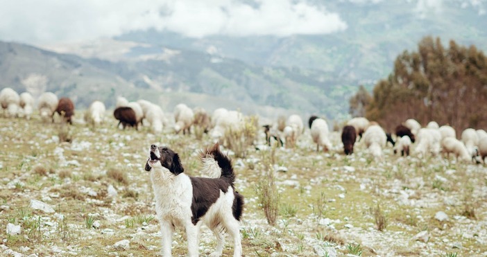 Заработи първата Академия за овчари у нас която събира хора