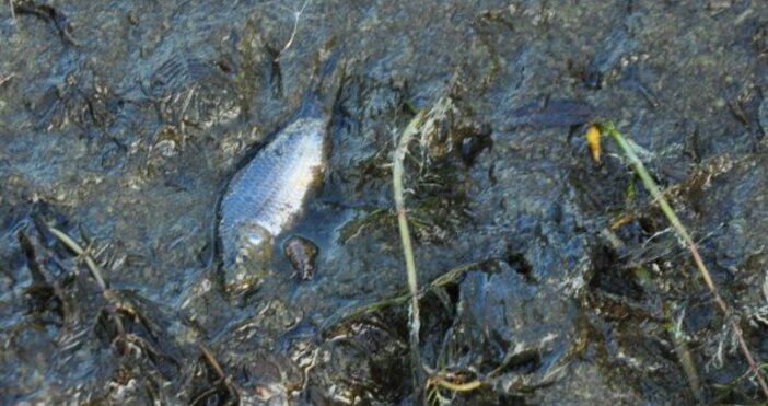 Мъртва риба изплува в река Черна в Смолян съобщиха от  РИОСВ