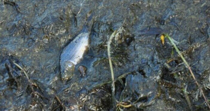 Рибари събраха над 16 чувала мъртва риба от река Черна