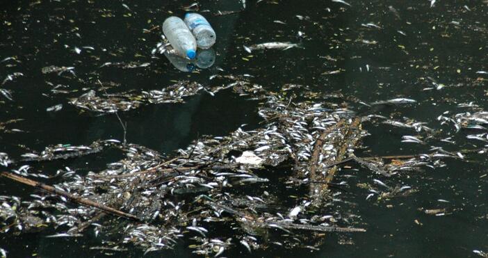 Хиляди умрели риби изплуваха в река Черна в Смолян. Рибар