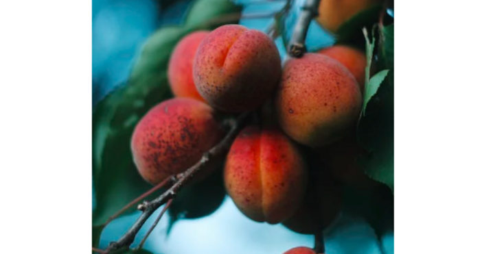Производители алармират че тонове плодове може да останат неприбрани тъй