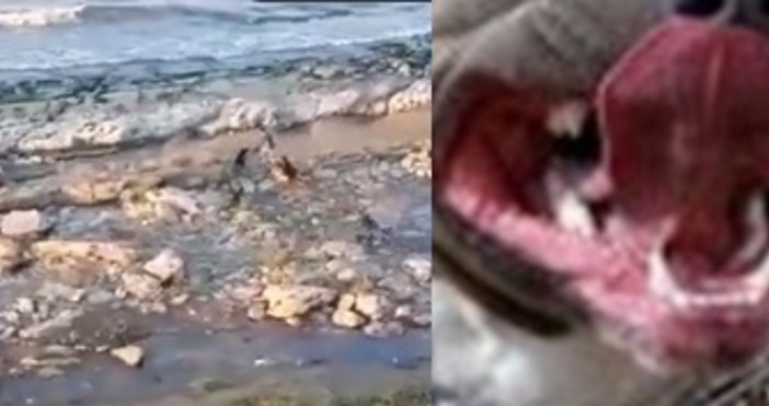 Видео с неприятен инцидент с руско момченце и глутница кучета