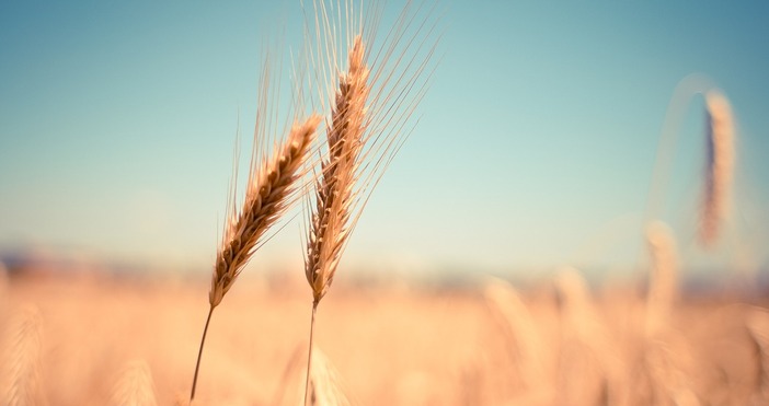Парламентът решава дали да отпадне забраната за внос на зърно