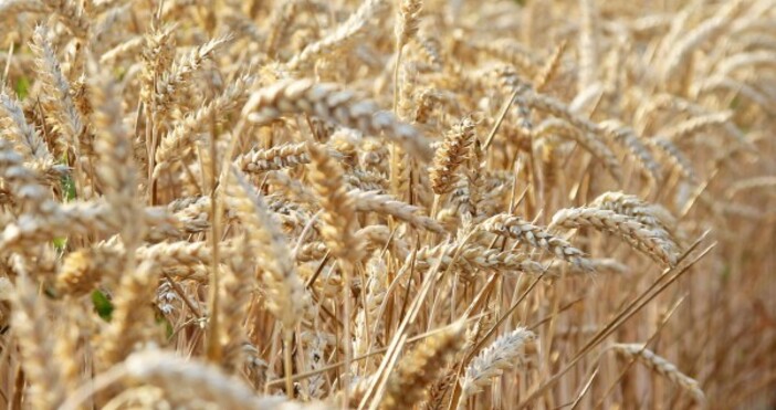 ЕК няма да удължава забраната за внос на украинско зърно