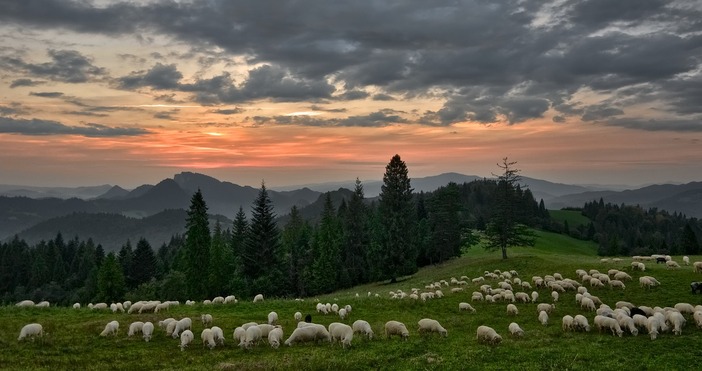 Стадо овце опаса 100 килограма канабис в Централна Гърция Малко