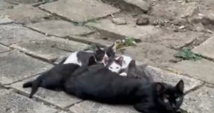 Броят на уличните котки в София е нарастнал чувствително И