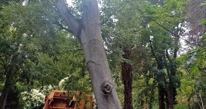 Опасно широколистно дърво от вида копривка което се намира в