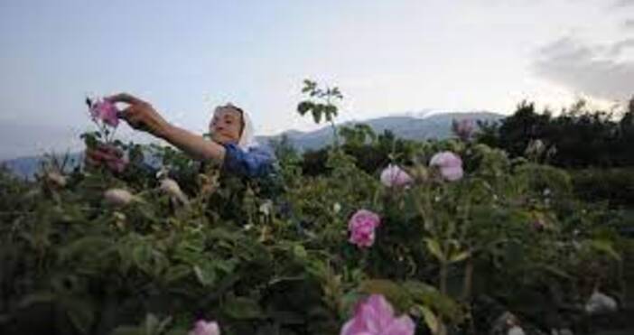 9 500 тона розов цвят е прибран тази година от розовите