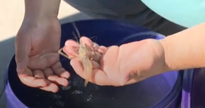Русенски рибари извадиха скариди от Дунав Тези ракообразни не са