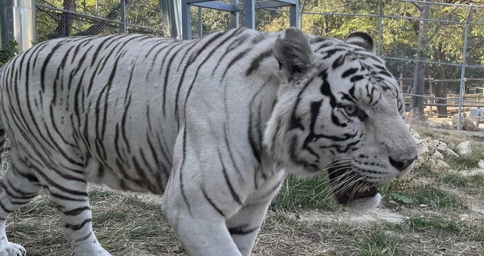 Четири бели тигърчета от вида бенгалски тигър са най-новите бебета