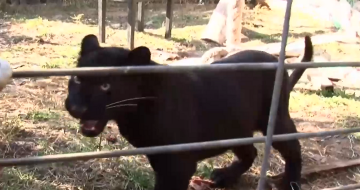 Мъжка черна пантера е новият обитател на зоопарка в Бургас