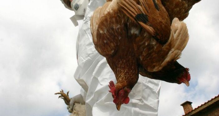 Унищожават 180 000 кокошки в добричкото село Дончево заради птичи