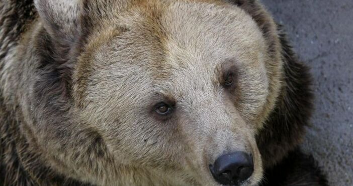 Седем мечки от общо 17 са заспали зимен сън в
