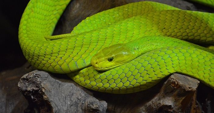 Властите призовават хората които забележат змията да спазват дистанция да