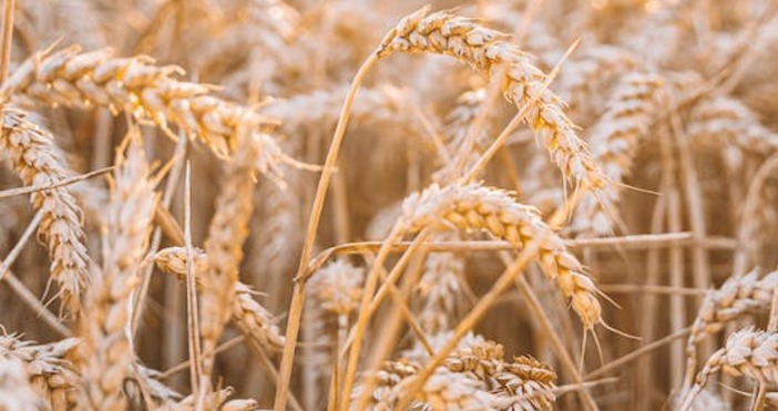 Русия спира износа на пшеница до края на май 2024