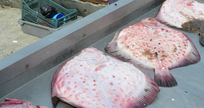Шаранът върви по 10 лева за килограм на рибния пазар