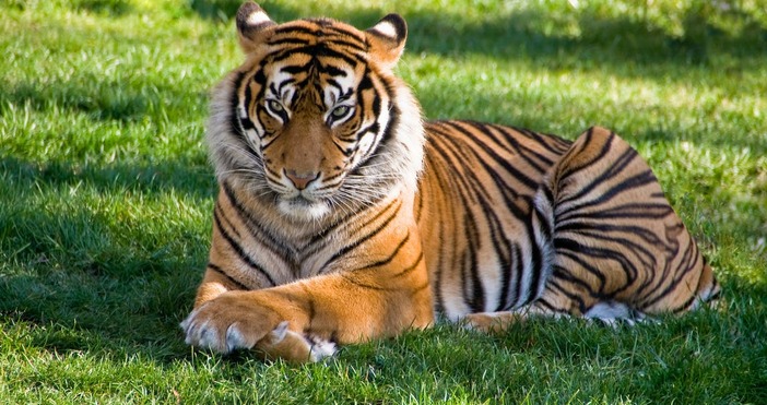 Тигър от пакистански зоопарк уби турист съобщава Си Би Ес