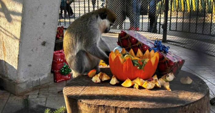 Снимки Зоопарк ВарнаПо традиция преди Коледните и Новогодишните празници подаръци