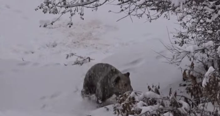 Мечката Бойка в Белица се радва на снега в парка